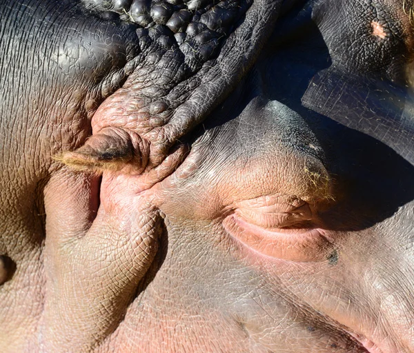 Primer plano de un hipopótamo dormido — Foto de Stock
