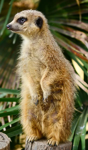 Meerkat portret — Zdjęcie stockowe