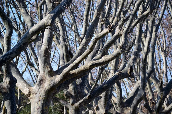 Обнаженные деревья с ветвями — стоковое фото