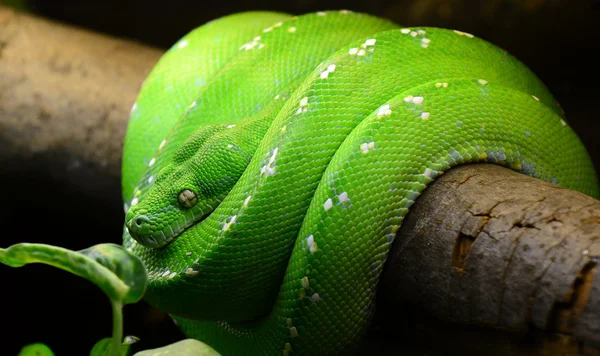 Green tree python — Stock Photo, Image