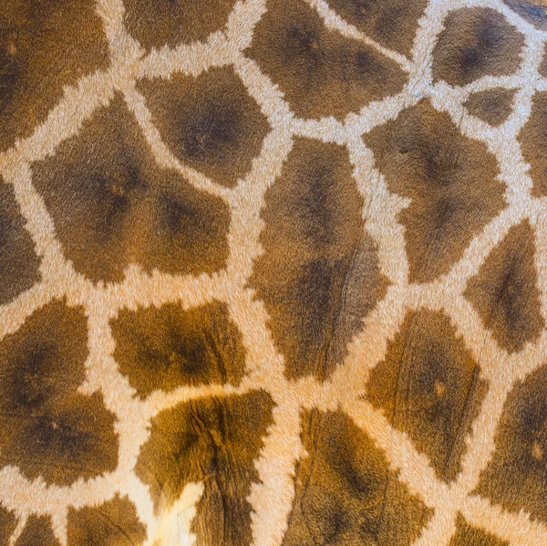 Girafe texture de la peau fond — Photo
