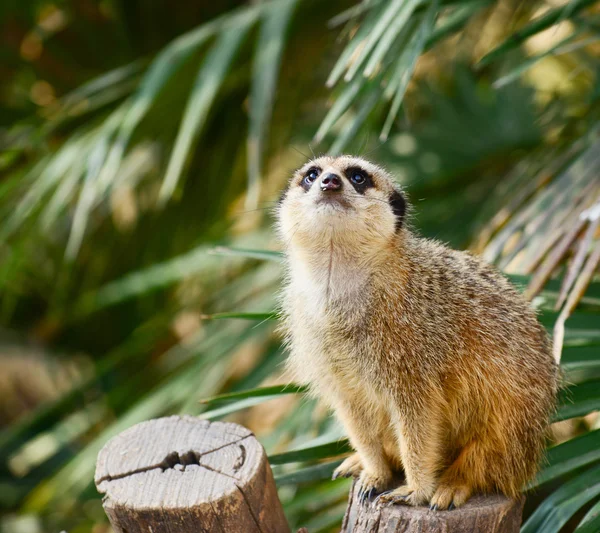 Erdmännchen schaut auf — Stockfoto