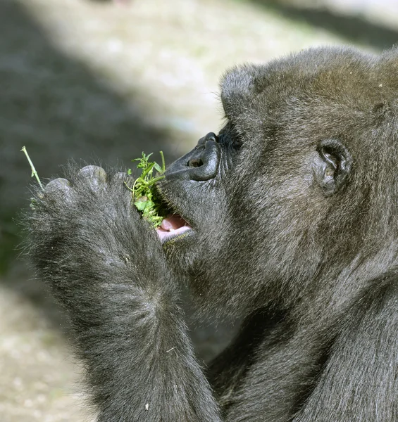 Gorilla frisst Gras — Stockfoto