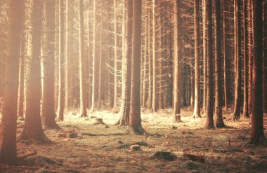 sonbahar mistik orman