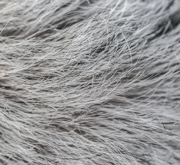 Macro pelo gris — Foto de Stock