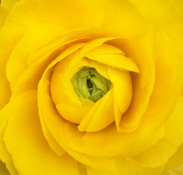 노란 튤립-평면도의 매크로 — 스톡 사진