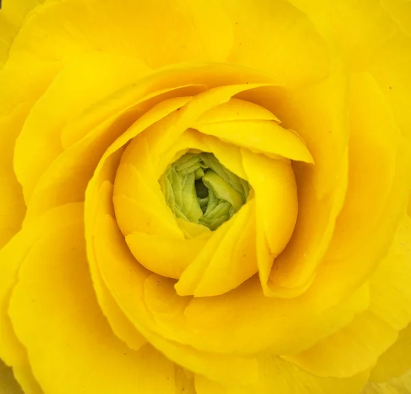 Macro of yellow tulip - Top view — Stock Photo, Image