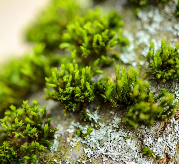 Зелений свіжий мох у лісі — стокове фото