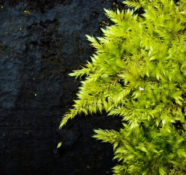 Mousse fraîche verte dans la forêt — Photo