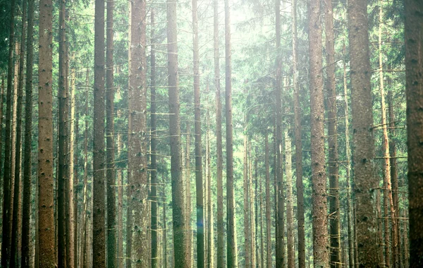 Mystisk grön skog — Stockfoto