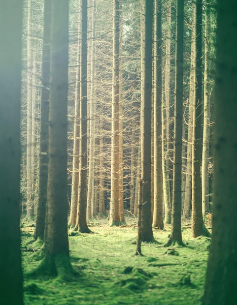 Forêt verte mystique — Photo