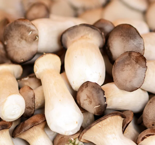 Pile of fresh mushrooms — Stock Photo, Image