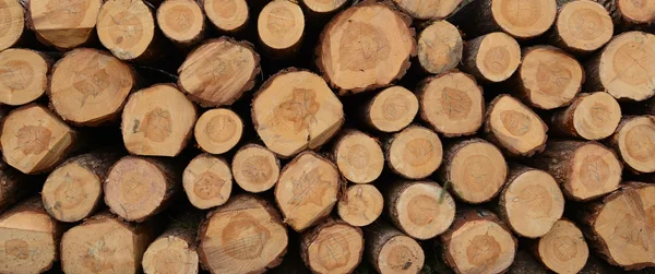 Stapel houtblokken klaar voor de winter — Stockfoto