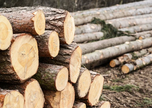 Holzstapel bereit für den Winter — Stockfoto