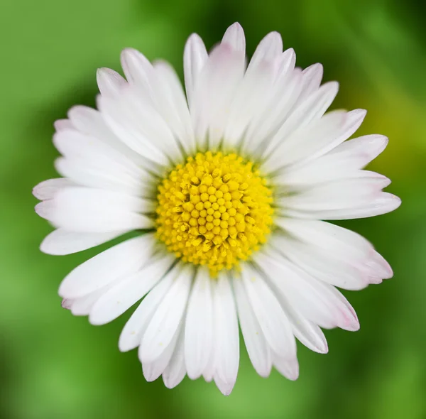 Frühlingsblume Gänseblümchen extreme Makroaufnahme — Stockfoto