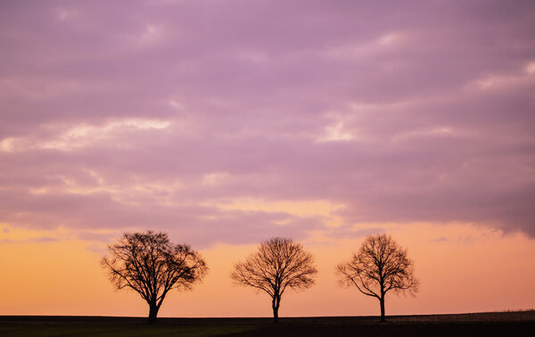Три дерева против фиолетовых облаков
