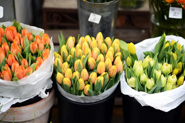 Tulips at flower market — Stock Photo, Image