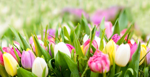 Tulips filed close up — Stock Photo, Image