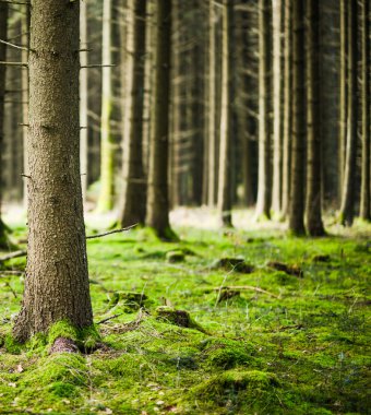 Vahşi orman yosun kaplı