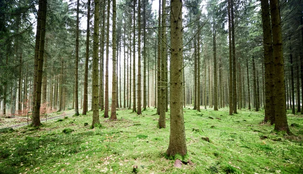 Brett syn på gröna skogen — Stockfoto