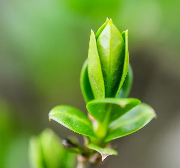 Hojas jóvenes en un árbol —  Fotos de Stock