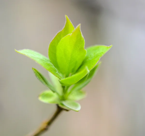 Junge Blätter auf einem Baum — Stockfoto