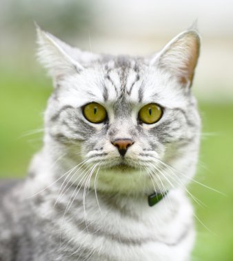 güzel fury kedi portre