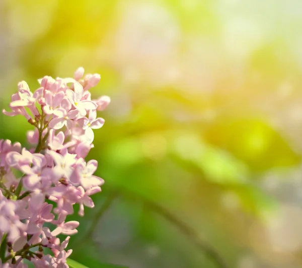 美丽的淡紫色花朵背景与散景 — 图库照片