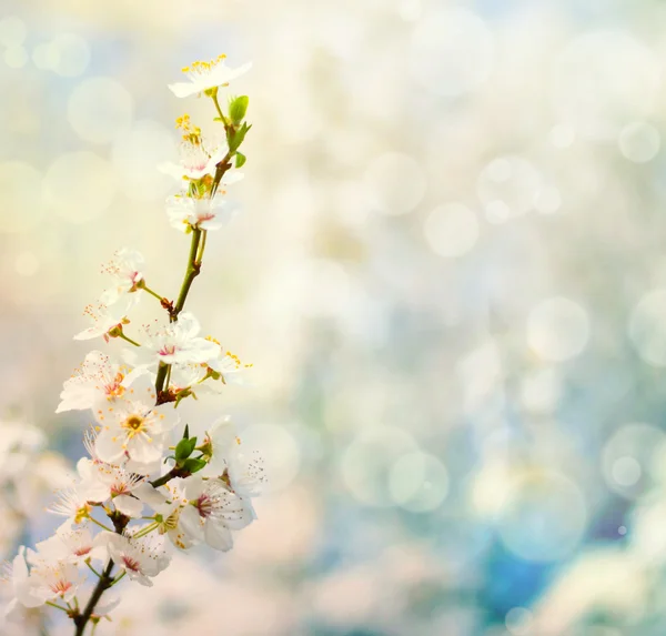 Bracnh de ameixa bonita com flores contra fundo azulado — Fotografia de Stock