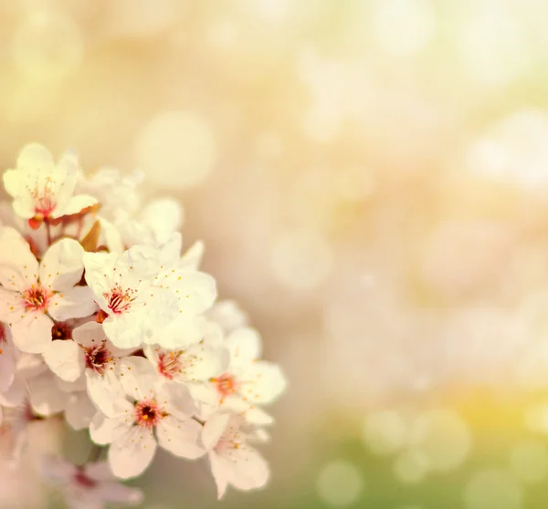 Bela árvore de cereja primavera com flores e bokeh — Fotografia de Stock