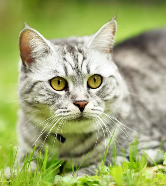 Magnifique portrait de chat furieux — Photo