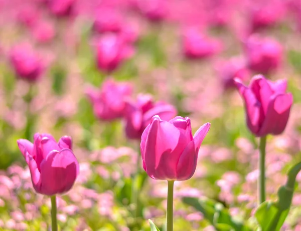 Field of pink tulips — Stock Photo, Image