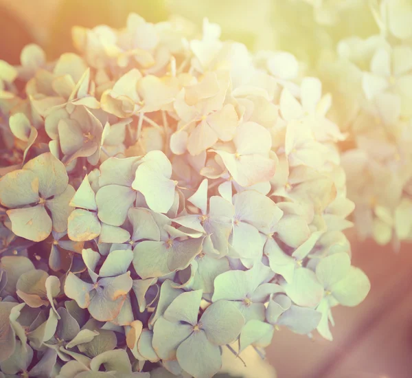 Immagine sognante del fiore di ortensia — Foto Stock