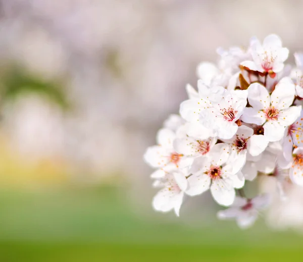 Ameixa flor macro tiro — Fotografia de Stock