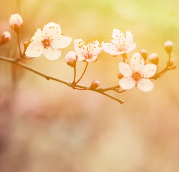 Flor de ameixa roxa — Fotografia de Stock