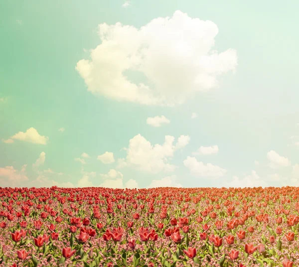 Campo de tulipas vermelho e paisagem céu azul — Fotografia de Stock