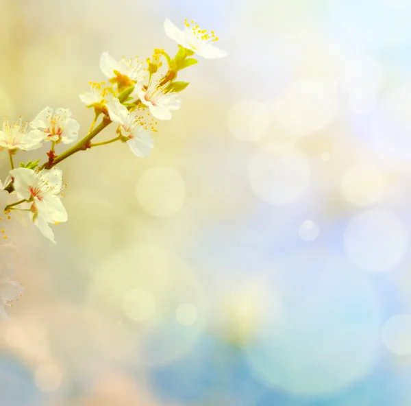 Flores de primavera sobre fondo bokeh azul — Foto de Stock