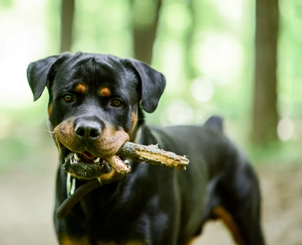 罗特韦尔犬肖像用棍子在嘴里准备玩 — 图库照片