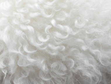 Bichon frise saç dokusu