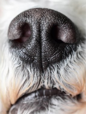 Makro çekim köpek burun
