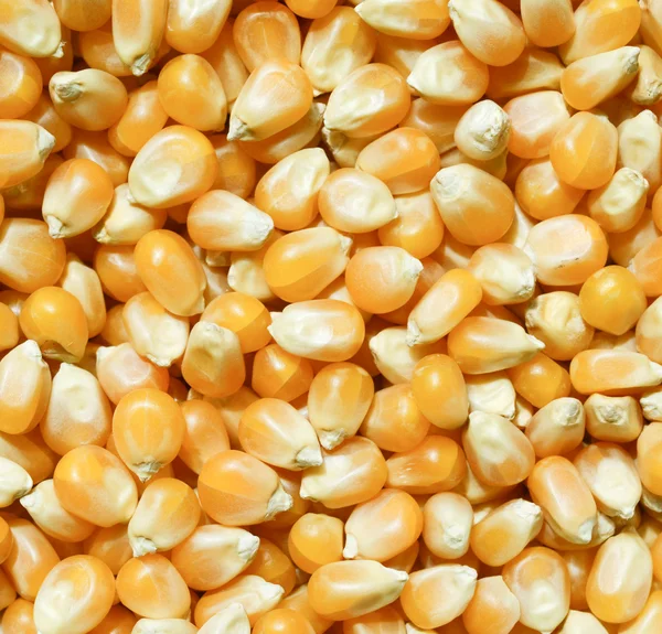 Corn beans background — Stock Photo, Image