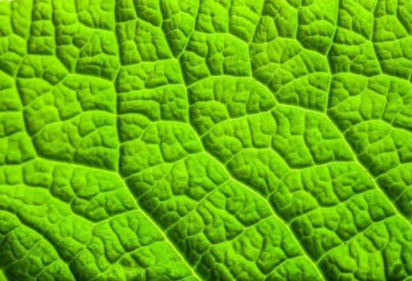 Green leaf — Stock Photo, Image