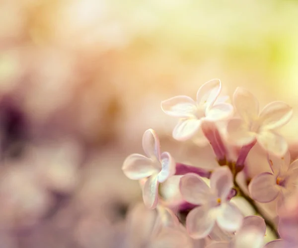 Macro shot lilas — Photo