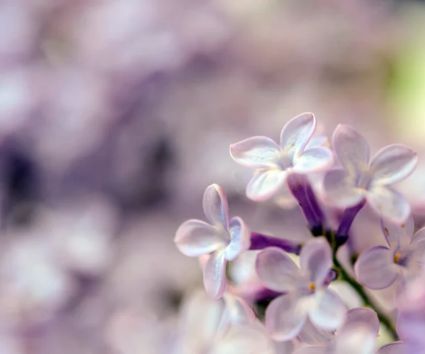 Lilac macro shot — Stock Photo, Image