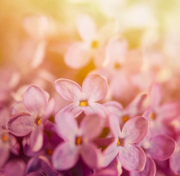 Tiro macro lila — Foto de Stock