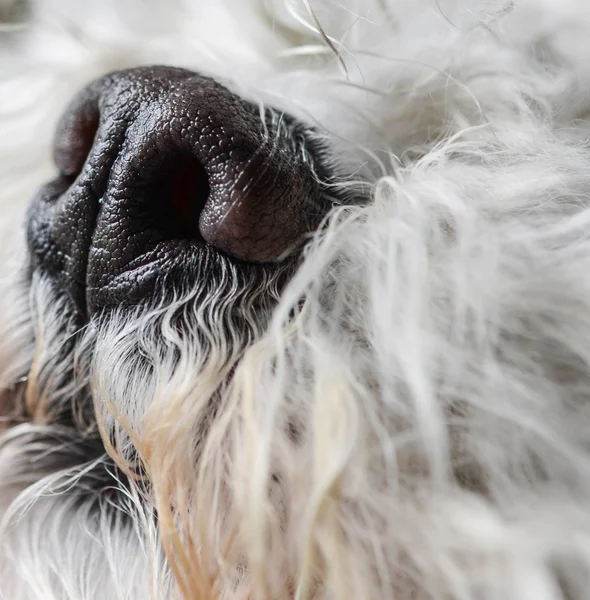 Macro shot de nas câine — Fotografie, imagine de stoc