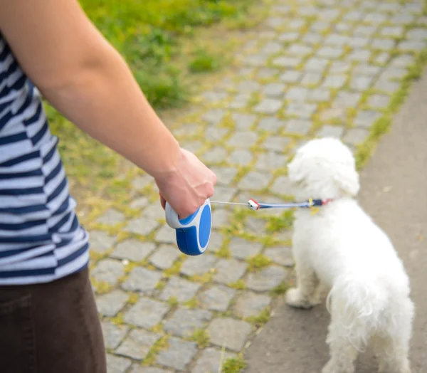 Propietario y un perro dando un paseo al aire libre — Foto de Stock