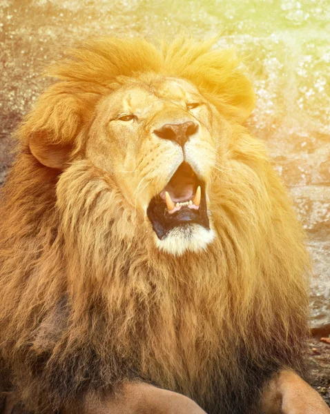 怒っているアフリカ ライオン — ストック写真