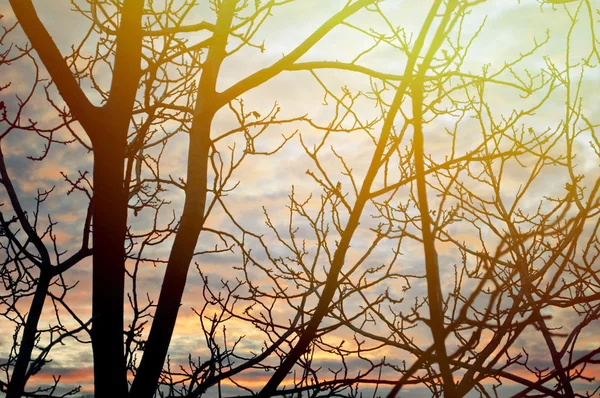 Jedno drzewo bez liści na zachód słońca — Zdjęcie stockowe