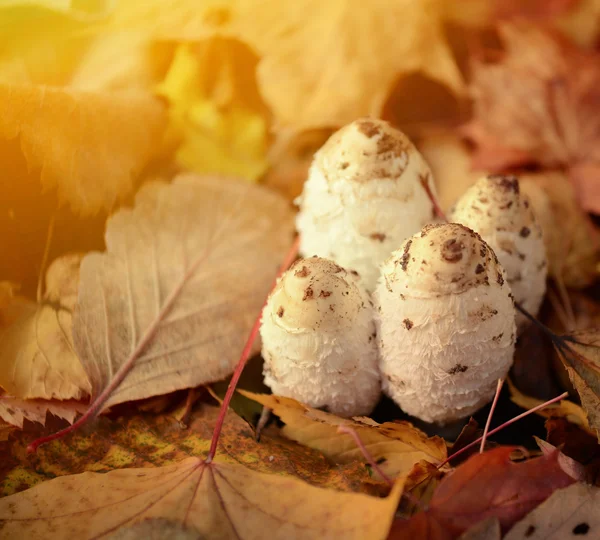 Floresta de outono cogumelos comestíveis close-up — Fotografia de Stock